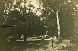 Taronga Park, 1924.