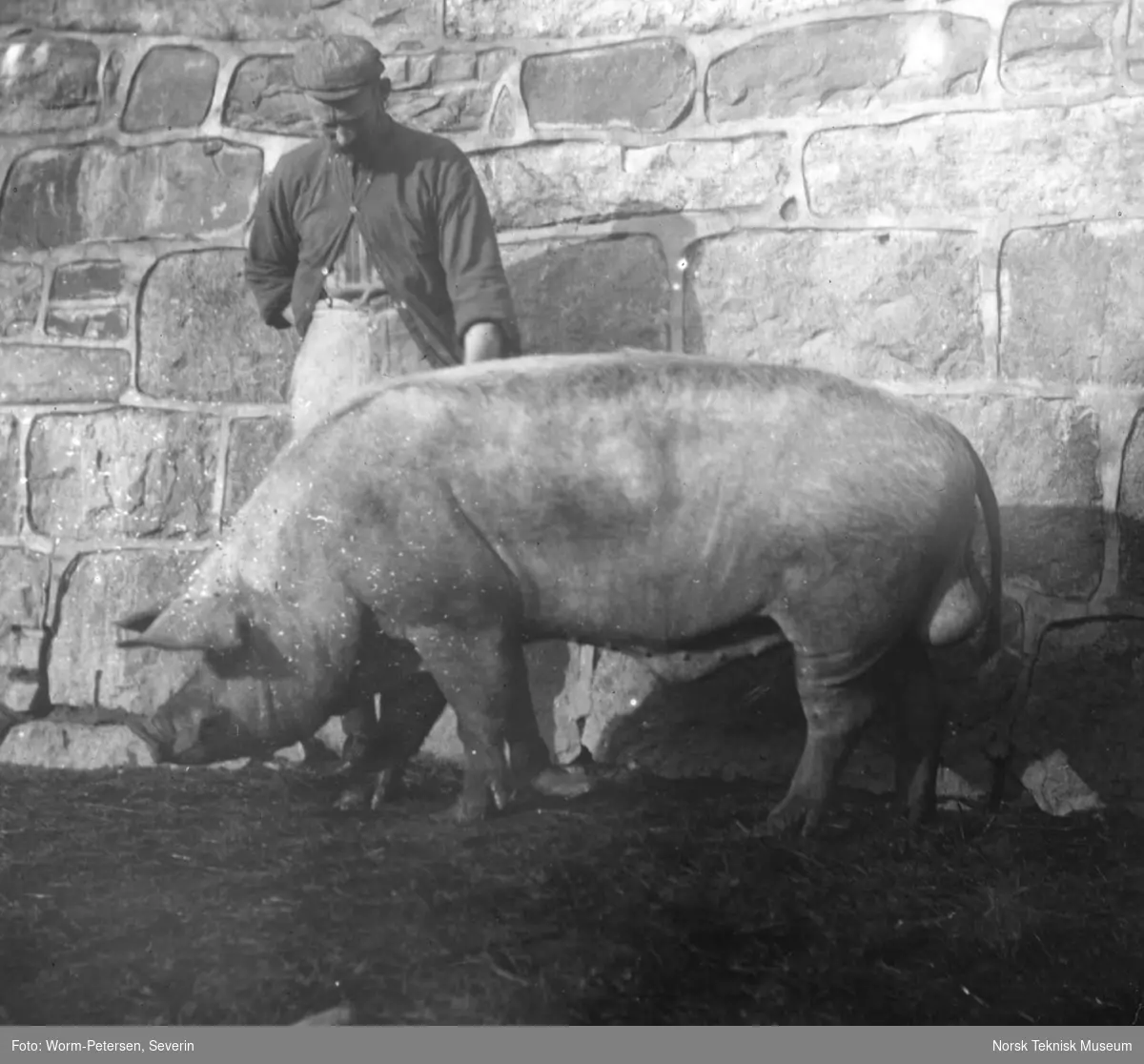 Mann klapper en gris ved landbrukshøgskolen