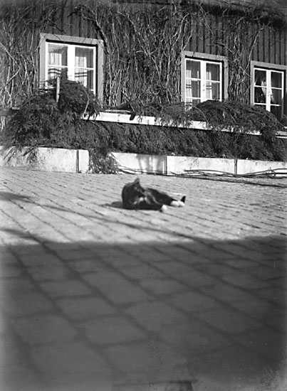 En katt ligger på stenläggningen på framsidan av huset på Köpmansgården, Marstrand