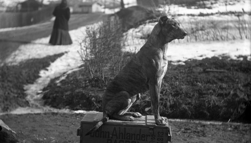 Hund poserar på transportlåda tillhörande John Ahlanders bageri, Munkedal
