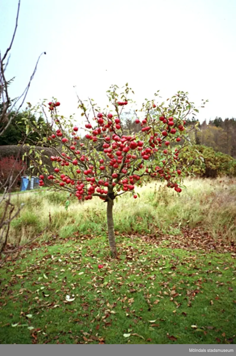 Foto taget utmed Mölndalsån år 1993. Ett äppleträd fullt med frukt.