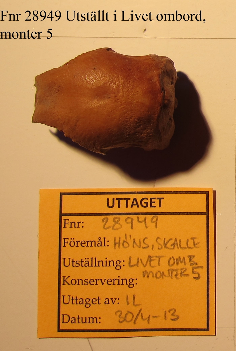 Ben från tamhöns (Gallus gallus).
1 st. kranium (neurocranium).
Benet har en gulbrun färg.