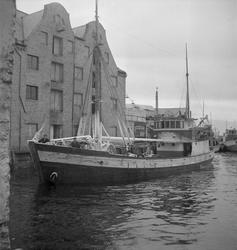Storsildfiske. Ålesund - Fosnavåg