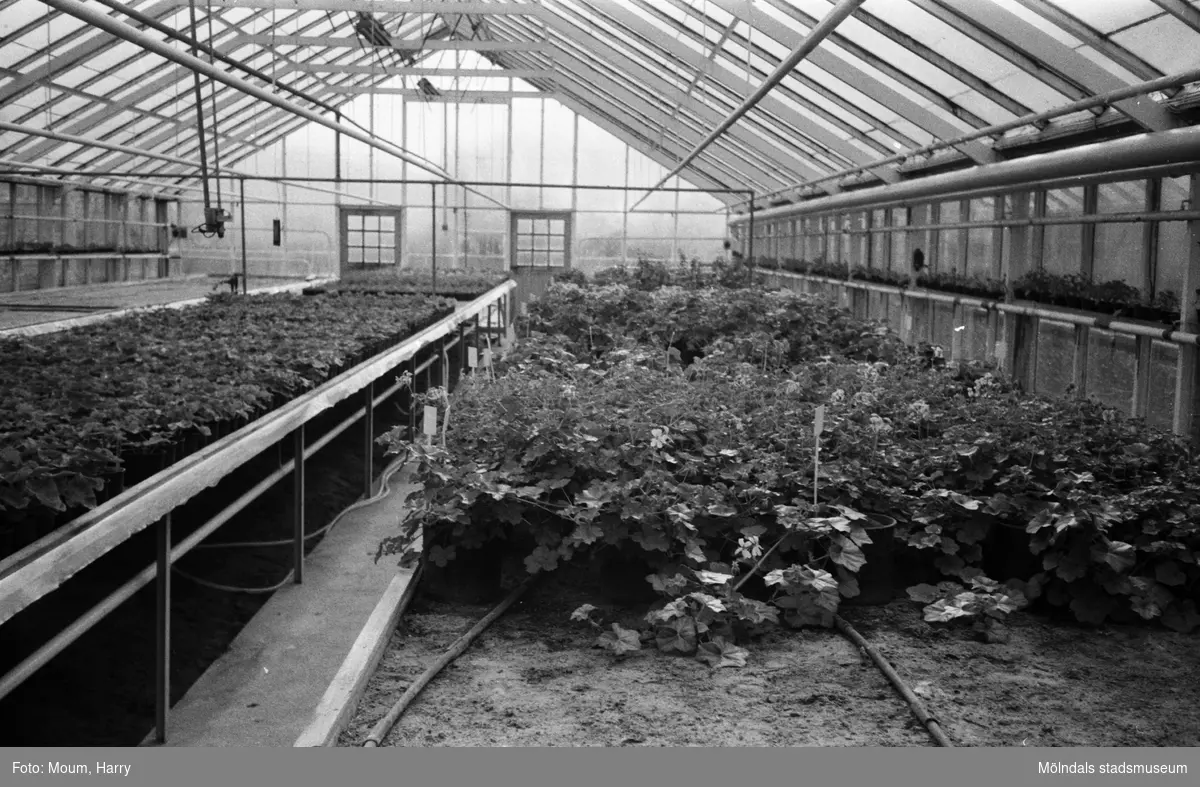 Kommunens växthus vid Gamla Riksvägen i Rävekärr, Mölndal, år 1983.

För mer information om bilden se under tilläggsinformation.