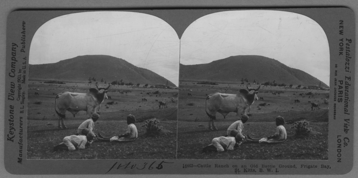 'I förgrunden sitter fyra barn på marken, intill dem boskap nedanför en kulle. ::  :: ''14463 - Cattle ranch on an old battle ground, Frigate Bay, St. Kitts, B. W. I.'' ::  :: Ingår i serie med fotonr. 315-422.'