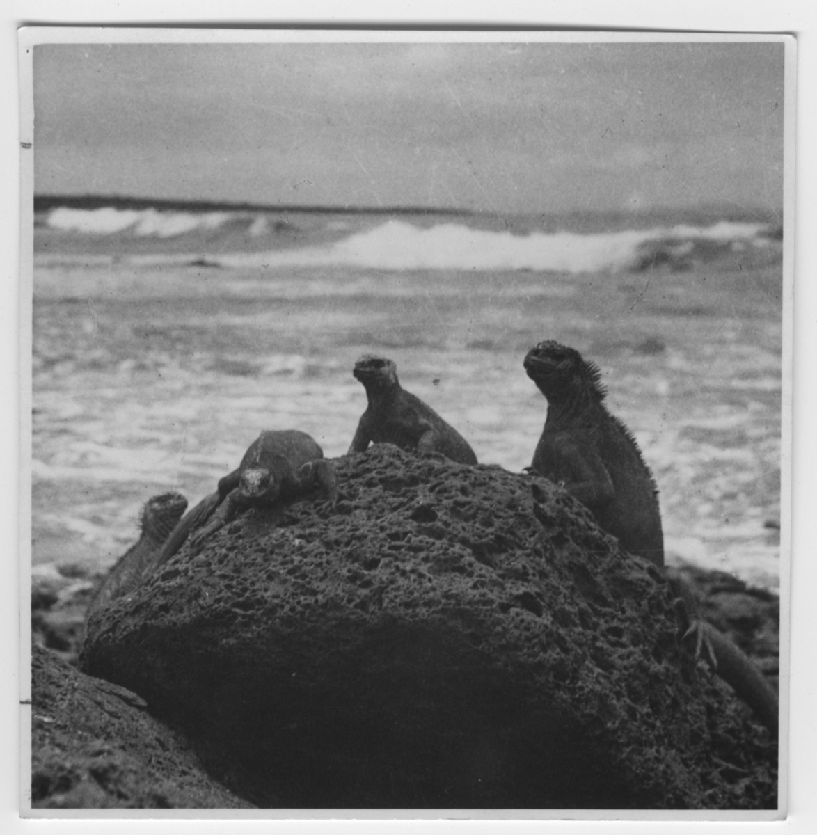 '4 havsödlor på sten vid strand. ::  :: Se serie med fotonr. 3779-3822.'