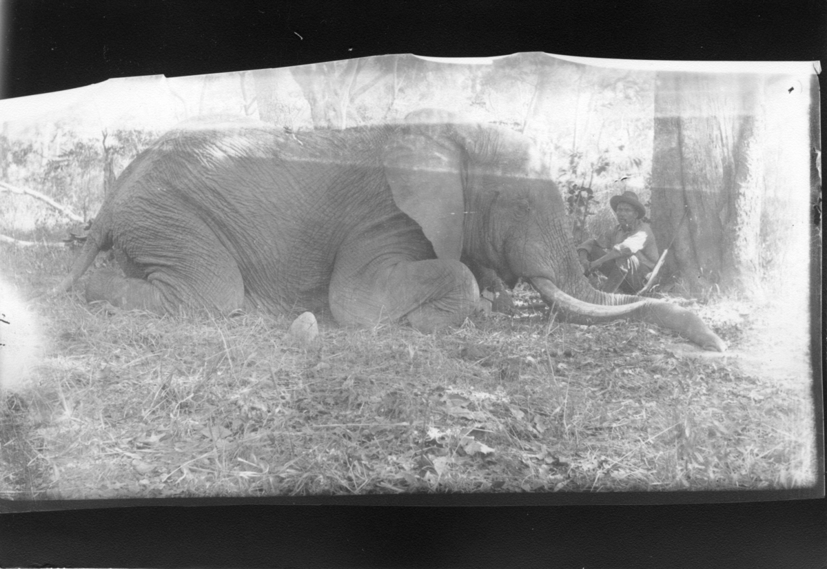 'Diverse fotografier från bl.a. dåvarande Nordrhodesia, nu Zambia, tagna av Konsul Magnus Leijer. ::  :: En man sittande mellan en fälld elefant och ett träd. Han har en cigarr i munnen och bredvid honom står ett gevär lutat.'