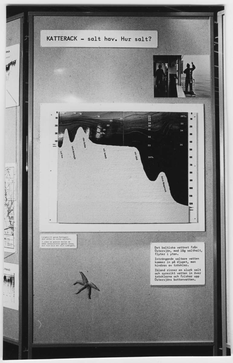 'Del av utställningsskärm med titel ''Katterack- salt hav. Hur salt?''. Diagram, texter och bild. ::  :: Se även fotonr. 6967:17.'