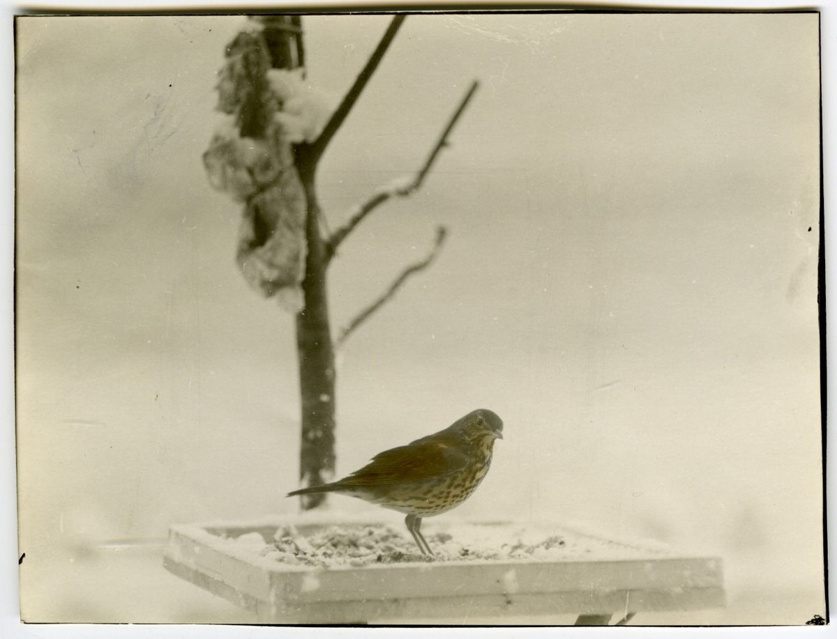 '1 st fågel stående på träram med stenar, bakom gren eller träd. Montage? :: Ingår i fotonr. 6995:1-51, dessa sitter i ett fotoalbum med tillhörande beskrivningar på norska.'