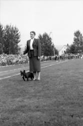 Vardens arkiv. "Hundeutstilling, Stadion" Hunden på bildet e