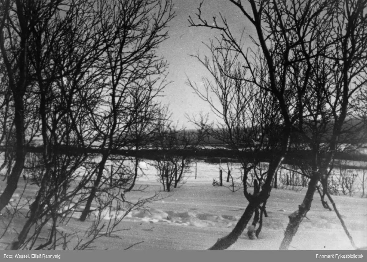 Et vinterbilde fra Vestre Jakobselv. På bildet er det snø noen spor på snøen og flere bjørketrær.