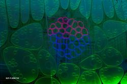 Glassflate som illustrerer bladets anatomi i utstillingen «D