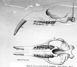 Dr. Johan Kjær: Elefanter og mammutter