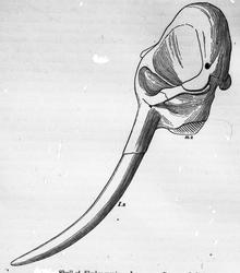 Dr. Johan Kjær: Elefanter og mammutter