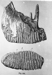 Dr. Johan Kjær: Elefanter og mammutter