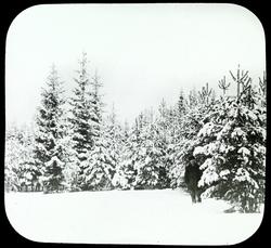 Ullensaker Statsskov 1873, fot. 1898