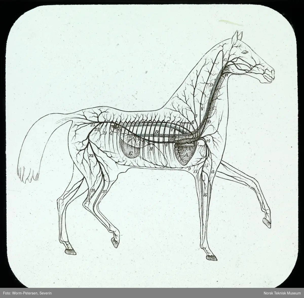 Skjematisk tegning av hestens blodåresystem
