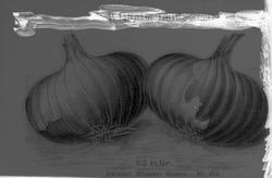 Amtsgartner Larsen. December 17.