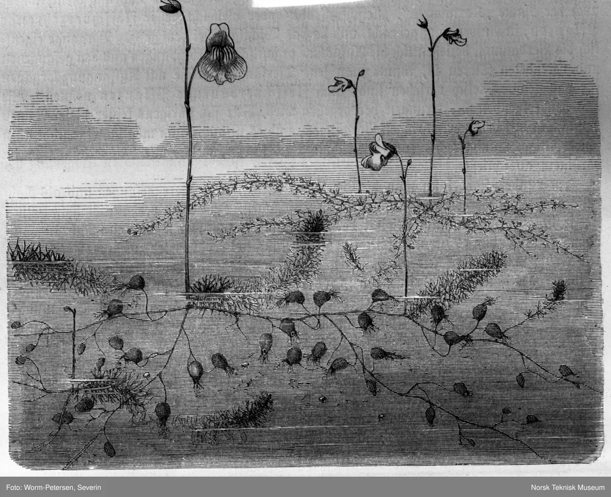 Botanik. Dr philos Thekla Resvoll Norsk Teknisk Museum / DigitaltMuseum