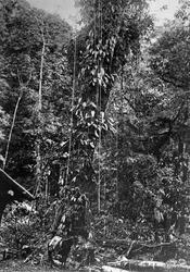 Plantens Ernæring. ... Lysbilleder. Selsk. f. Chra Bys ...