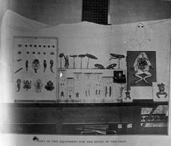 Part of the equipment for the study of the frog - Tittel på 