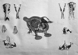 Anatomisk figur, skjelett av nebbdyr