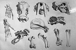 Anatomisk figur, skjelettdeler av hvalross