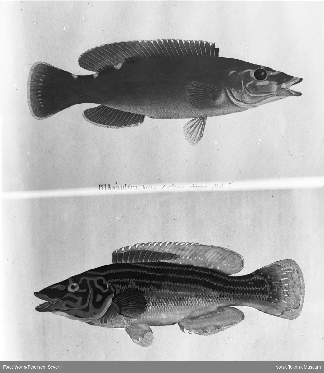 Fisk (hann og hunn)