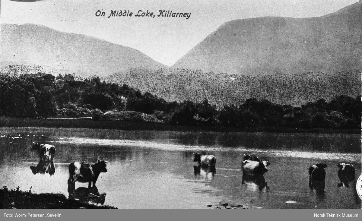 Kveg på Middle Lake, Killarney, Irland