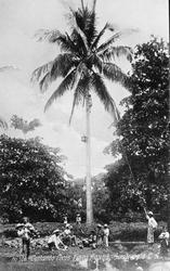 Innhøsting av kokosnøtter, Guatemala