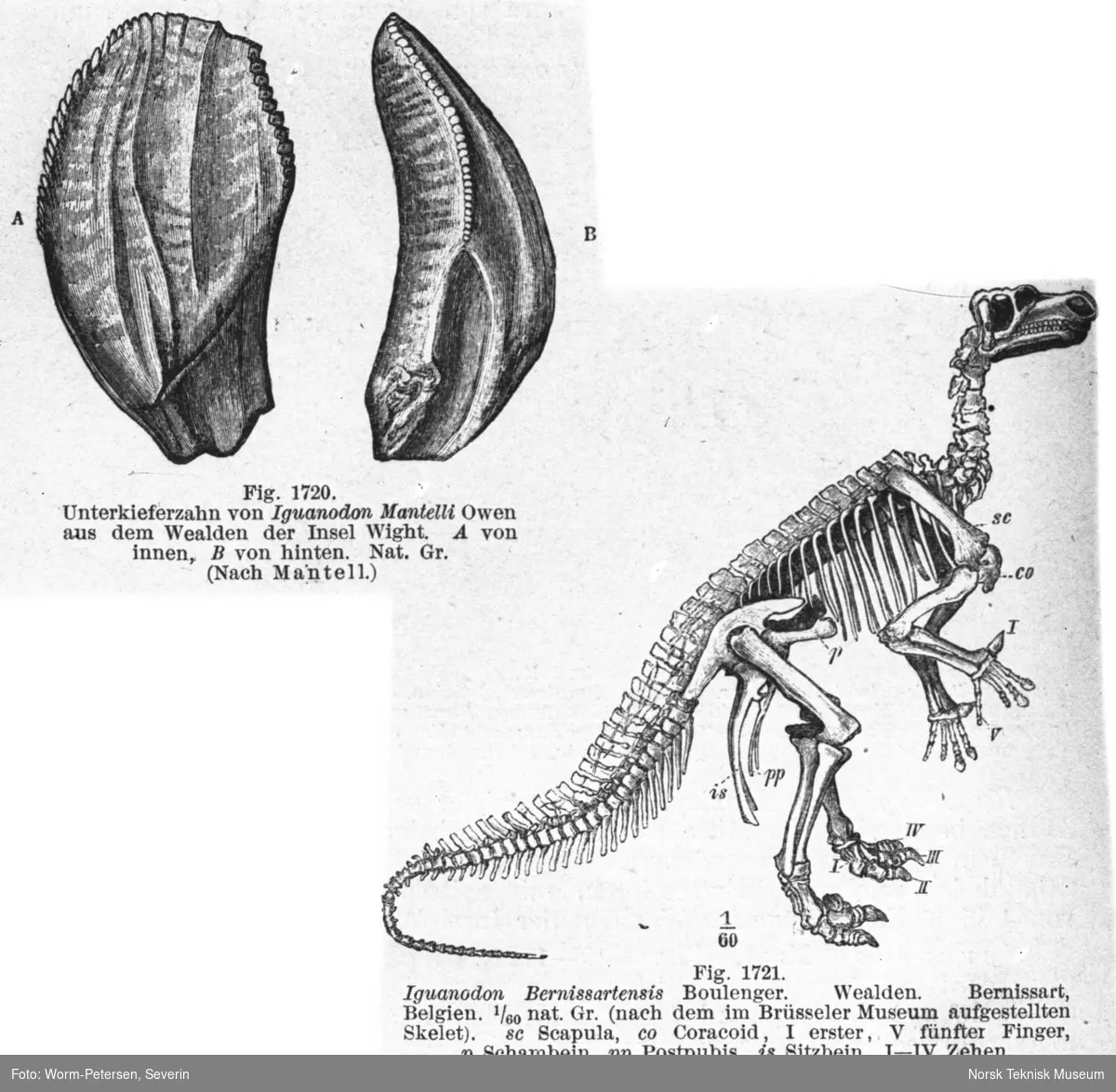 Skjelett, Iguanodon Bernissartensis
