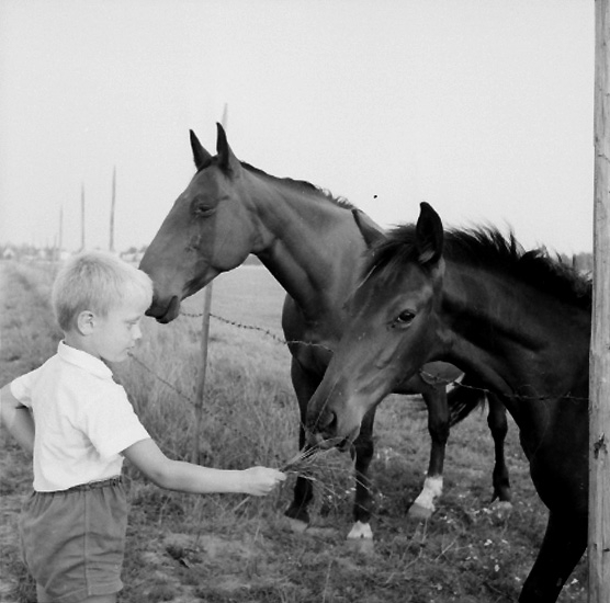 En pojke och två hästar.