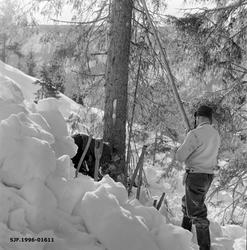 Felling av grantre i Bødalen i Vestre Gausdal i mars 1967.  
