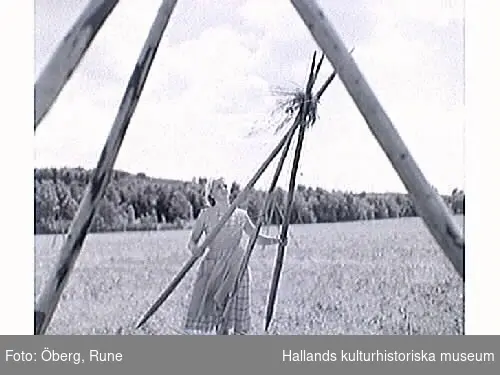 Höhässjning. Ingela hässjar hö. En lantbrukskonsulent från Halmstad hade lärt ut hur man gjorde mer effektiva pyramidhässjor istället för långhässjor.