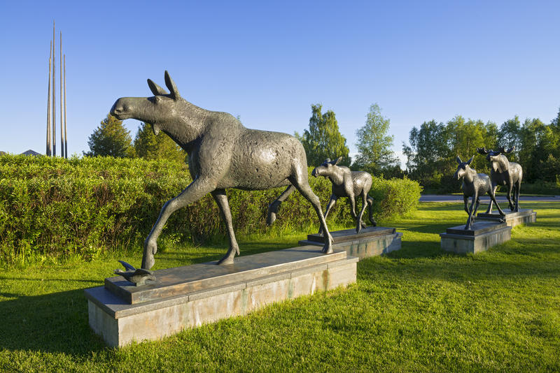 Bildehogger Skule Waksviks (f. 1927) naturalistiske elgskulpturer på plenen framfor Norsk Skogmuseum i Elverum 16/6 2015. (Foto/Photo)