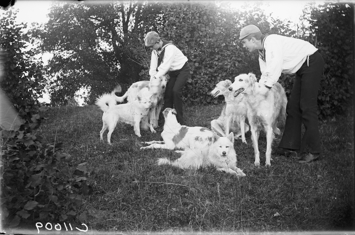 Drottning Victorias bilder. Prinsarna  Wilhelm och Gustaf Adolf lekande med hundar.