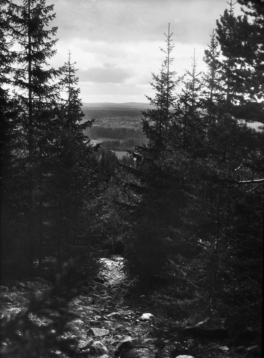 Diapostiv, fönsterbild med motiv från södra Dalarna, sommarlandskap. Vy genom skogsbryn, ut över landskap.