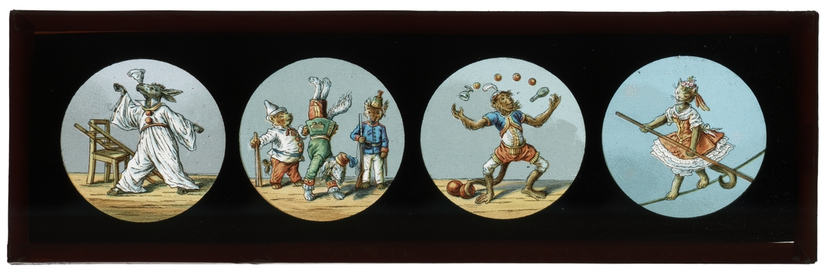 Målad bild på glas för Skioptikon/Laterna magica.
Motiv av cirkusdjur.