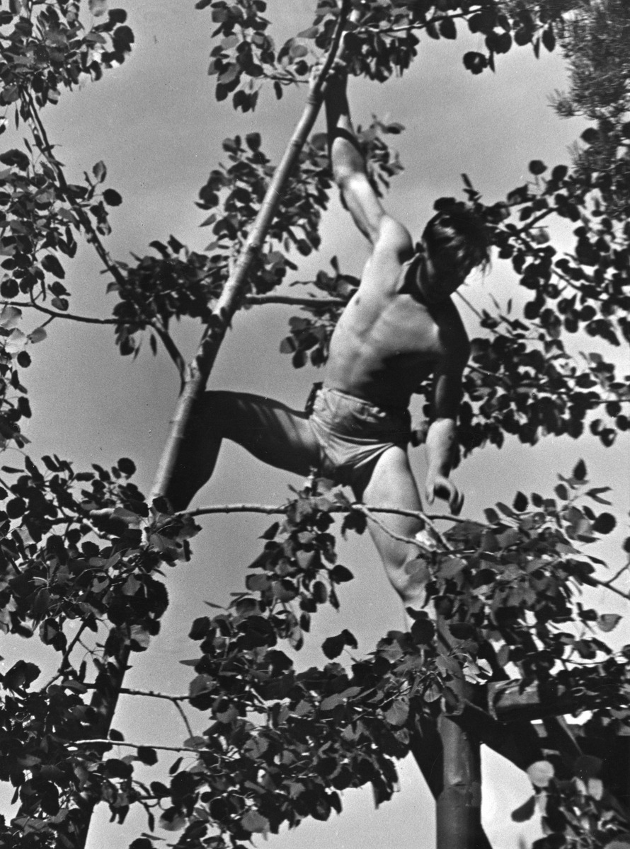 Birger Ruud klatrer i trærne ved Ruudhytta.