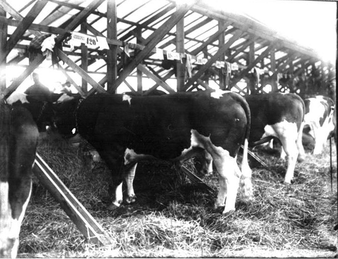 Lantbruksmötet 1910. Premierade tjurar. Nils v. Hofsten, Kålltorp.