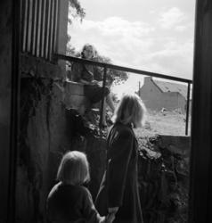 Enerhaugen.Juni 1949.