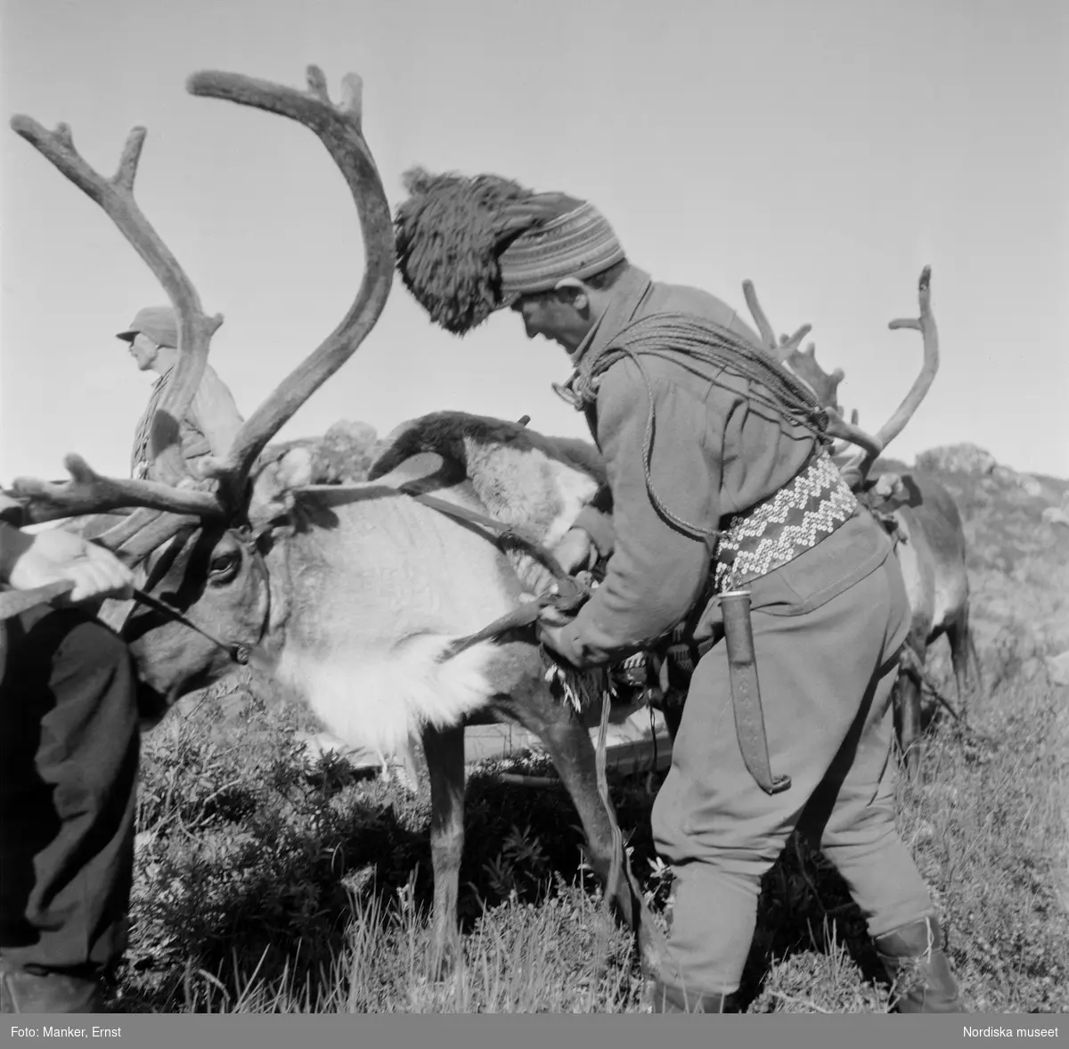 Motiv från Rauskasjaure. Härkarna sadlas för fortsatt färd. På bilden ses Per Henning Nutti iförd modern lumberjacka och byxor kombinerat med traditionell samisk mössa och bälte.
