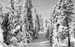 Serie. Ett av ti postkort fra en serie ved navn ";Sne over S