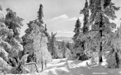 Serie. Ett av ti postkort fra en serie ved navn ";Sne over S