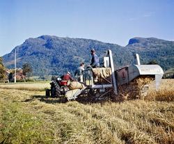Foto fra kornhøsting en høstdag på Lillebråten,
Ålvundeid i 