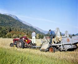 Foto fra kornhøsting en høstdag på Lillebråten, på Ålvundeid
