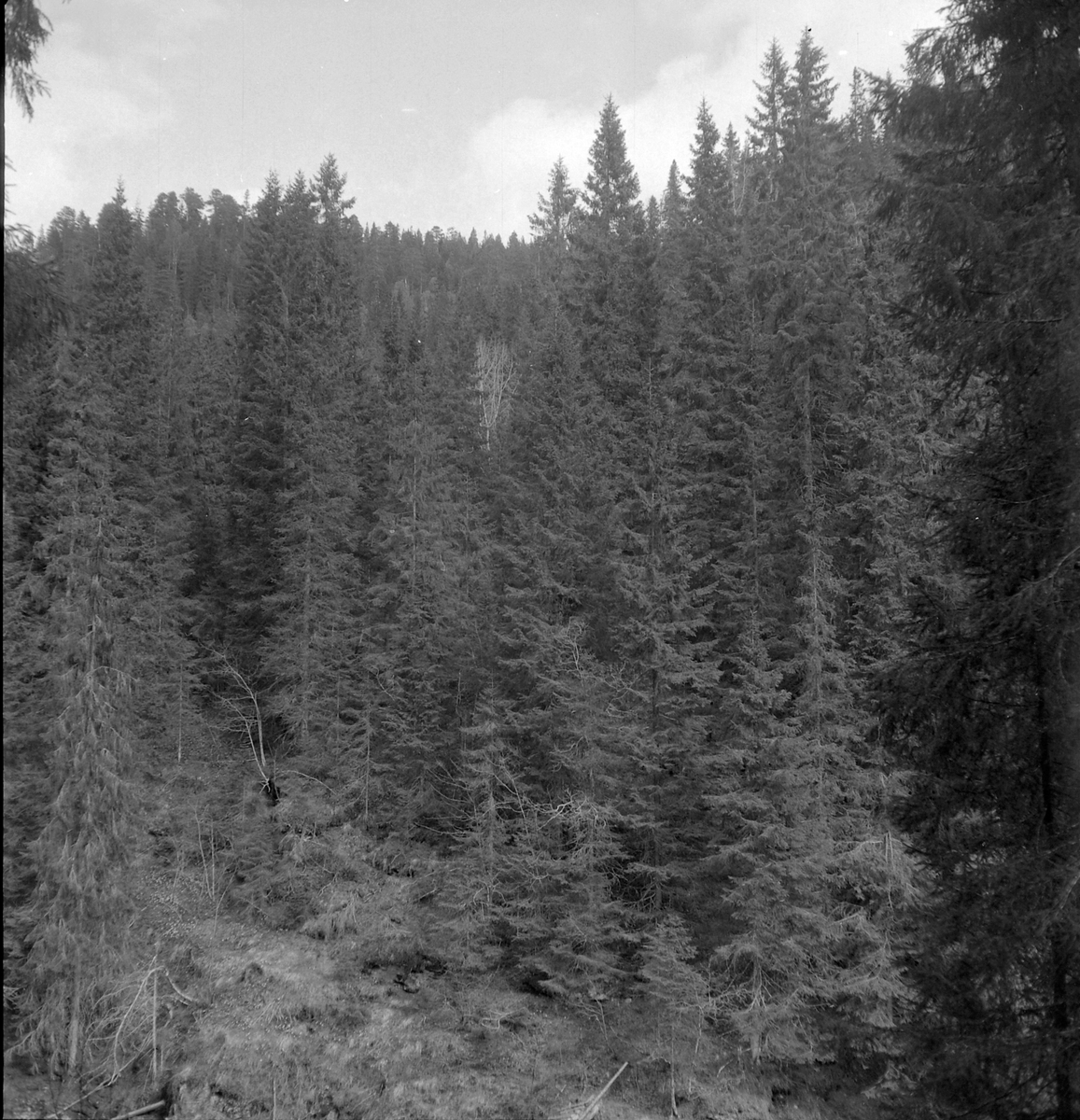 Nygårdsvollen ved Hommelvik