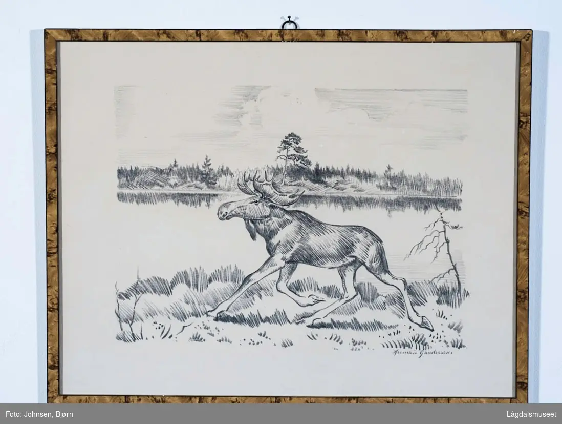 En løpende elgokse foran et lite tjern eller vann.