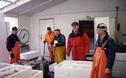 fiske, fiskemottak, reker, menn