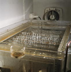 Fiskekroker galvaniseres